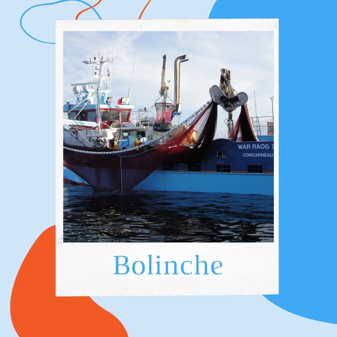 La bolinche, pour une pêche responsable de la sardine