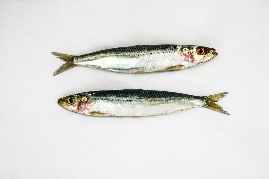 Ouverture de la pêche